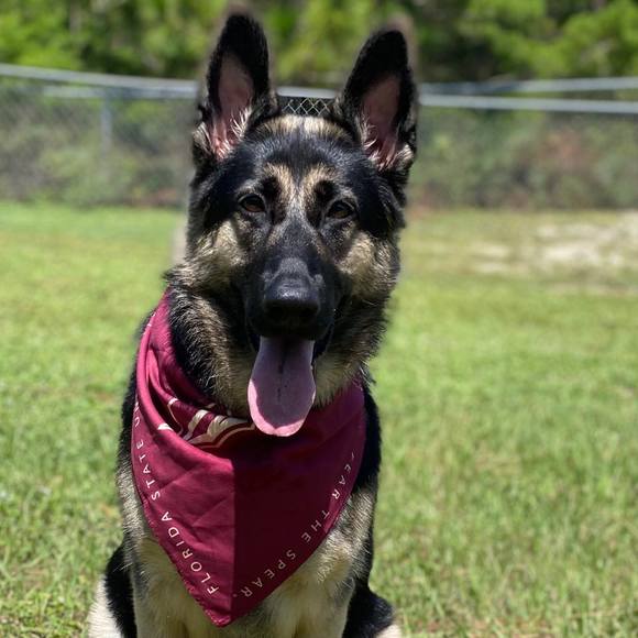 Meet your Posher, Hunter - Picture 1 of 1